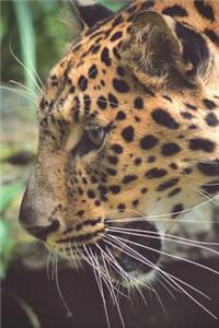 Snarling Leopard Journal