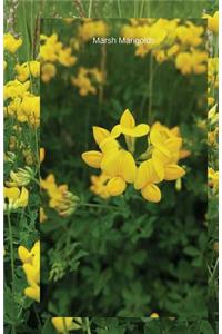 Marsh Marigolds