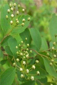 Journal White Flower Buds Tree Leaves