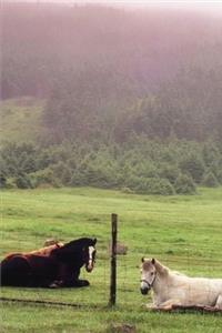 2020 Weekly Planner Horse Photo Equine Resting Pasture Horses 134 Pages