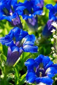 Blue Blooms Notebook