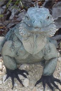 Grand Cayman Blue Iguana Checking You Out Lizard Journal