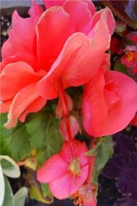 Pretty Color Summer Flowers 2019 Weekly Planner 134 Pages