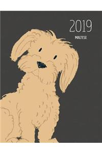 2019 Maltese