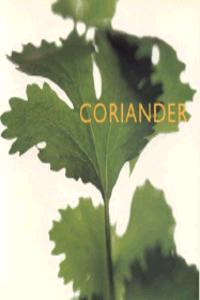 Coriander