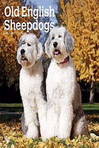 Old English Sheepdogs 2022 Square