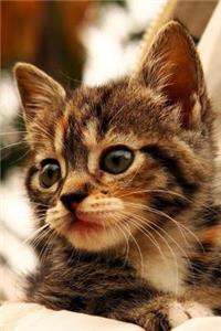 Kitten Notebook