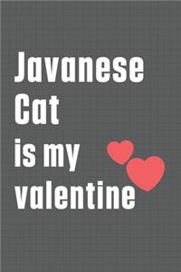 Javanese Cat is my valentine