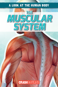 Muscular System