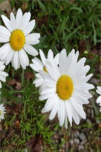 2020 Weekly Planner Pretty Daisies Full Bloom 134 Pages