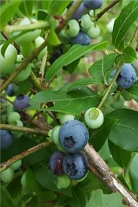 2020 Weekly Planner Blueberry Bush 134 Pages
