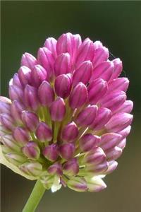 Sphaerocephalon Pink Leek Flower Bloom Journal