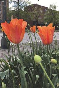 Tulips Journal