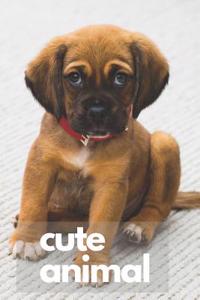 Cute Animal