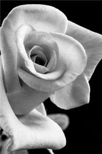 Stunning White Rose in Black and White Journal