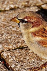 A Cute Little Sparrow on the Bricks Journal