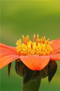 Orange Petals Notebook