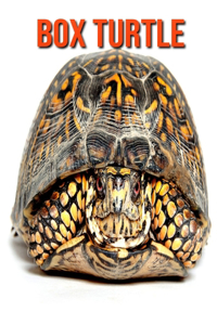 Box Turtle