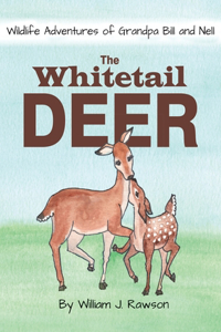Whitetail Deer