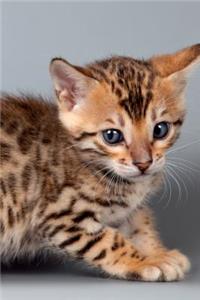 Bengal Kitten January Notebook & Journal. Productivity Work Planner & Idea Notepad: Brainstorm Thoughts, Self Discovery, to Do List