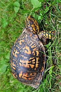 The Box Turtle Journal