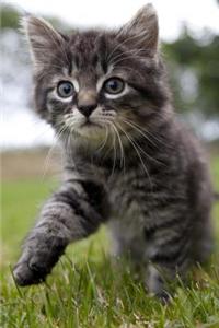 Sweetest Little Tabby Kitten on an Adventure Journal
