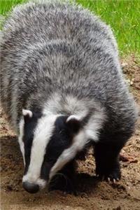 A Black and White Badger (Meles meles) Portrait Journal