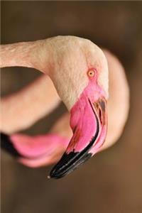 Flamingo Bill Profile Journal