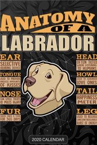 Anatomy Of A Labrador Retriever