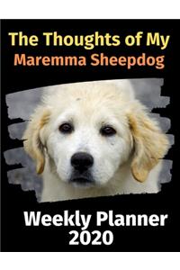 The Thoughts of My Maremma Sheepdog