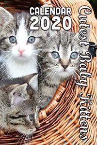 Cutest Baby Kittens 2020