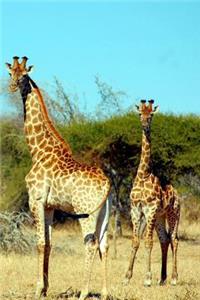 Giraffe Notebook - Journal Gift for Cute Animal Lovers