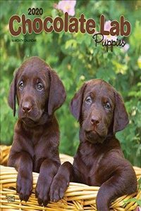 Labrador Retriever Puppies, Chocolate 2020 Square Wall Calendar