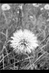 Wisdom of the First Pure