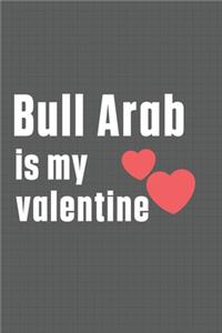 Bull Arab is my valentine