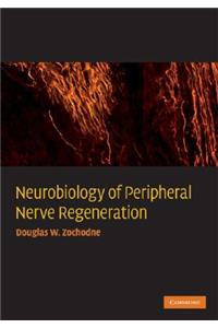 Neurobiology of Peripheral Nerve Regeneration