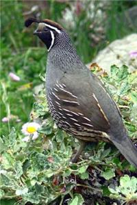 California State Bird - California Quail Journal: 150 Page Lined Notebook/Diary