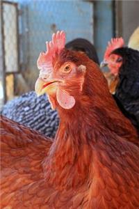 Rhode Island State Bird - Rhode Island Red Journal