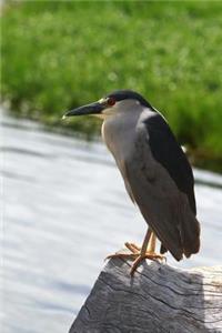 Black-crowned Night Heron Journal