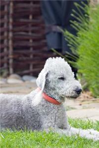 Adorable Bedlington Terrier Journal