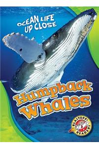Humpback Whales