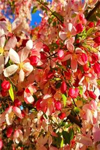 2020 Daily Planner Spring Cherry Tree Blossoms 388 Pages