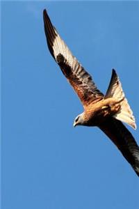 Red Kite Raptor Soaring High in the Sky Journal