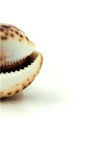 Seashell Shells Shell Seashells Beach Ocean Sea Marine Creature Driftwood Tides