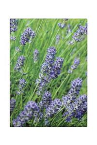 Lavender Blue Classic Notecards