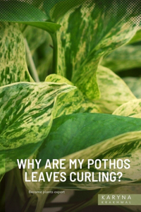 Why Are My Pothos Leaves Curling?