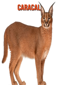 Caracal