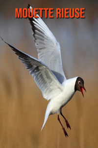 Mouette Rieuse