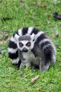 Mind Blowing Ring Tailed Lemur Journal