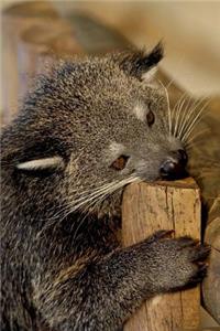 Binturong Journal